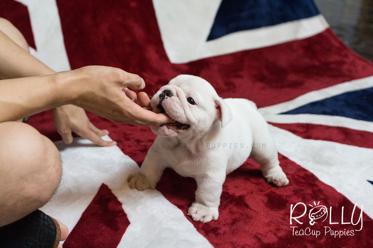 Giants Fan  Bulldog, Bulldog puppies, English bulldog puppy