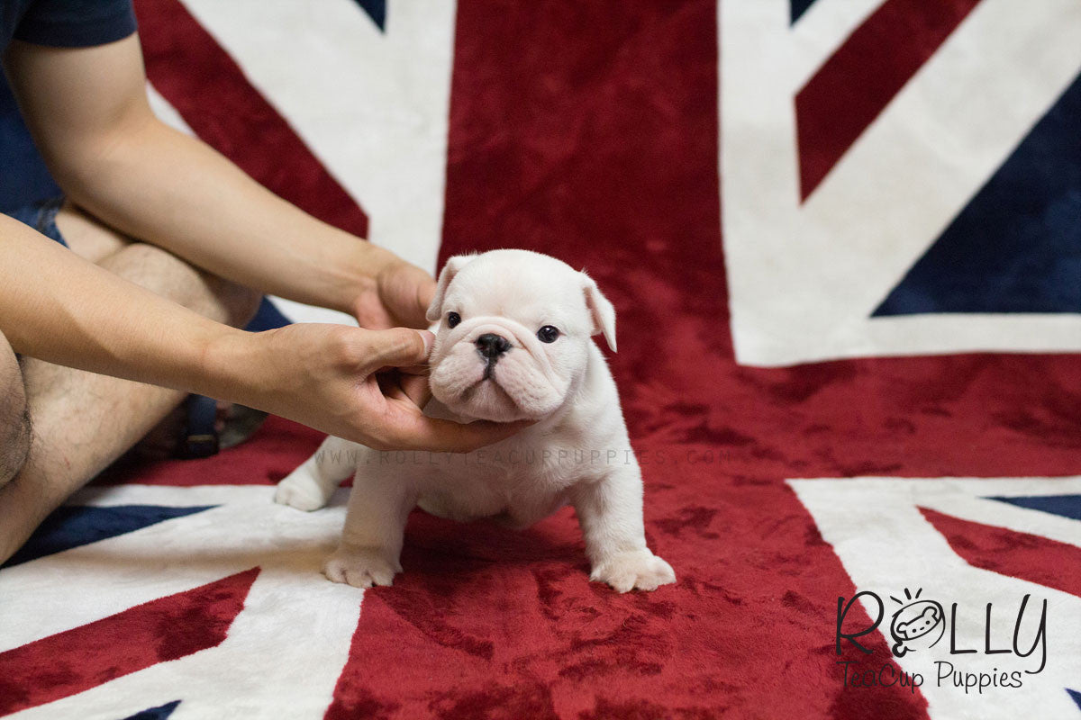 Giants Fan  Bulldog, Bulldog puppies, English bulldog puppy