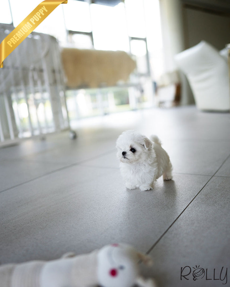 Perro rolly teacup sales puppies