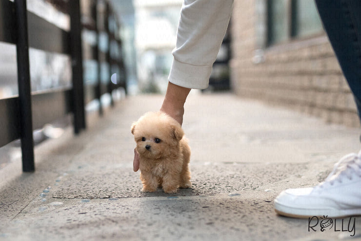 how big do rolly teacup puppies get