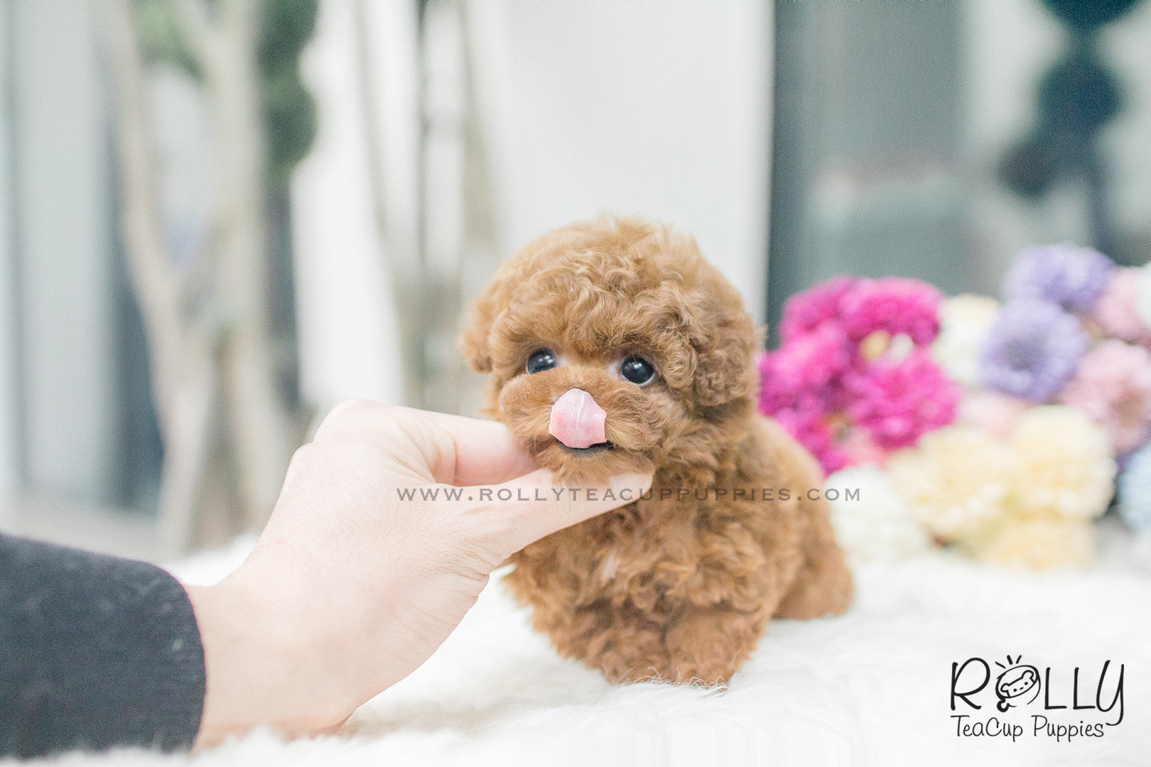 how much do micro poodles cost