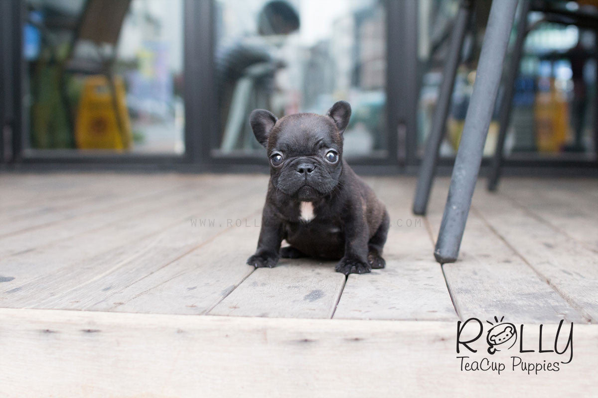 black teacup french bulldog