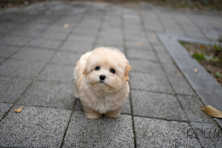 how big do rolly teacup puppies get